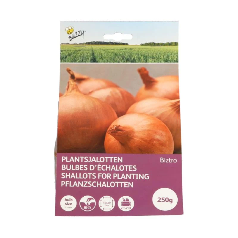 Plantsjalot Biztro ( rode sjalot )