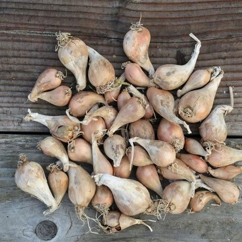 Plantsjalot GRISELLE - FRANSE GRIJZE SJALOT