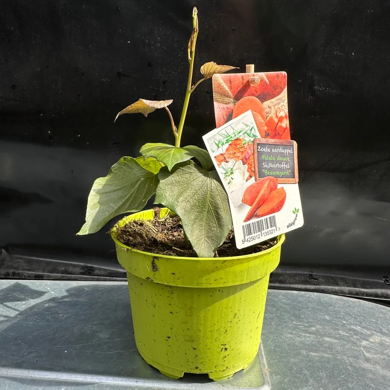Zoete aardappel 'Erato White'