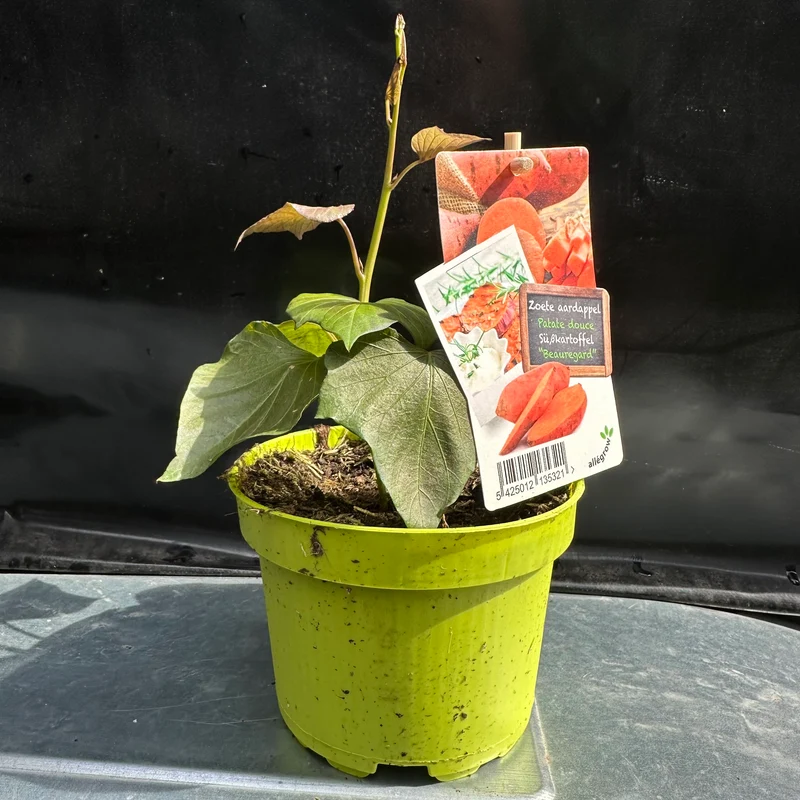 Zoete aardappel 'Beauregard'