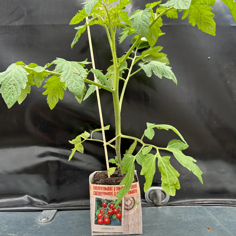 Cherry tomaat