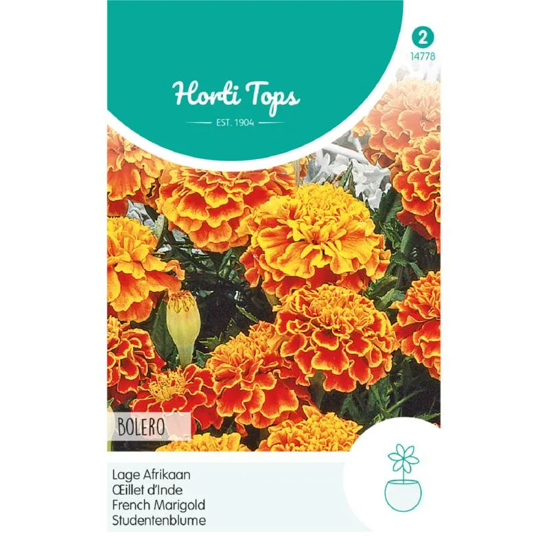 HT Tagetes, lage Afrikaan Bolero