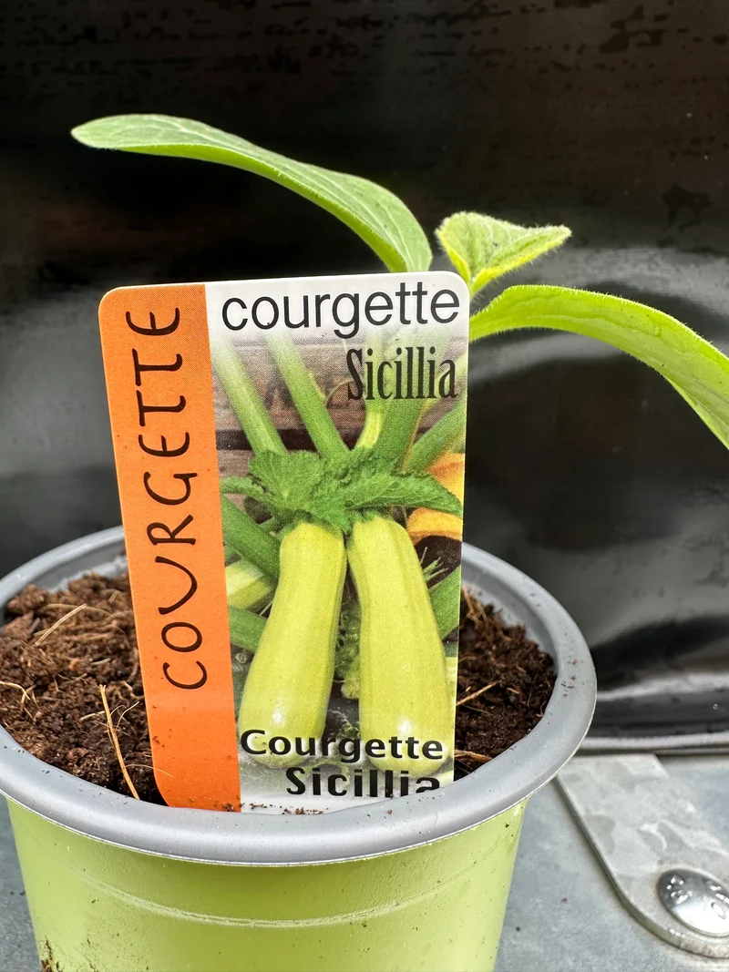 Courgette Sicilia