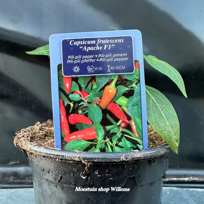 Peper Apache F1 ( pili-pili )