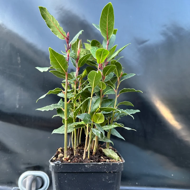 Laurus nobillis (keuken laurier)