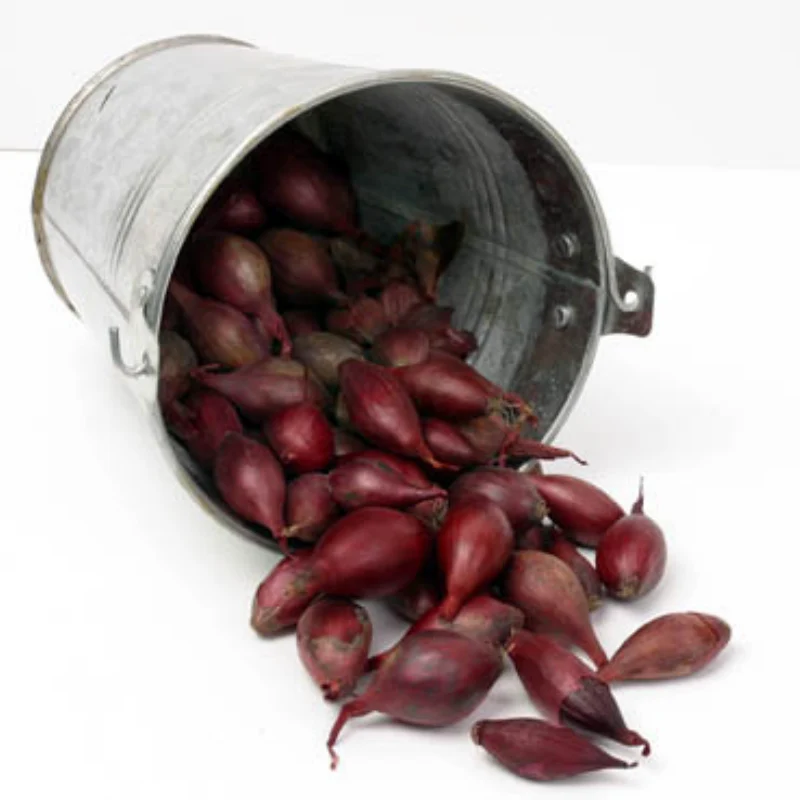 Plantuien Red Baron 250g maat 14/21