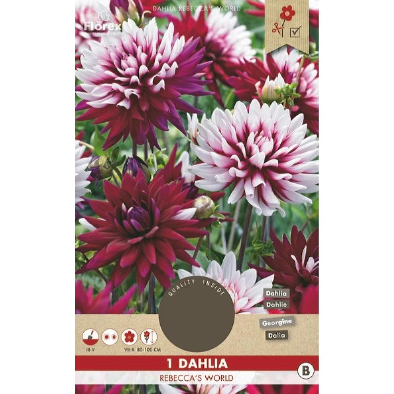 Dahlia Cactus Rebecca's World colorchanging