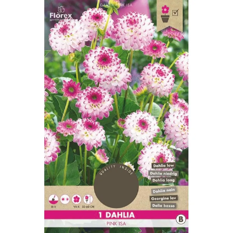 Dahlia Cactus Park Pink Isa