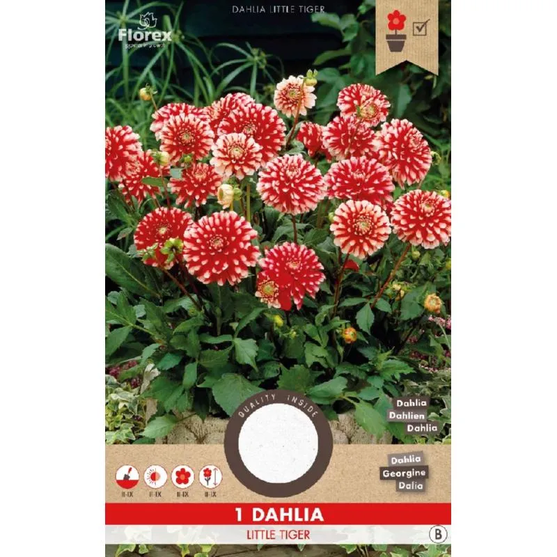 Dahlia Park Little Tiger Rood-Wit