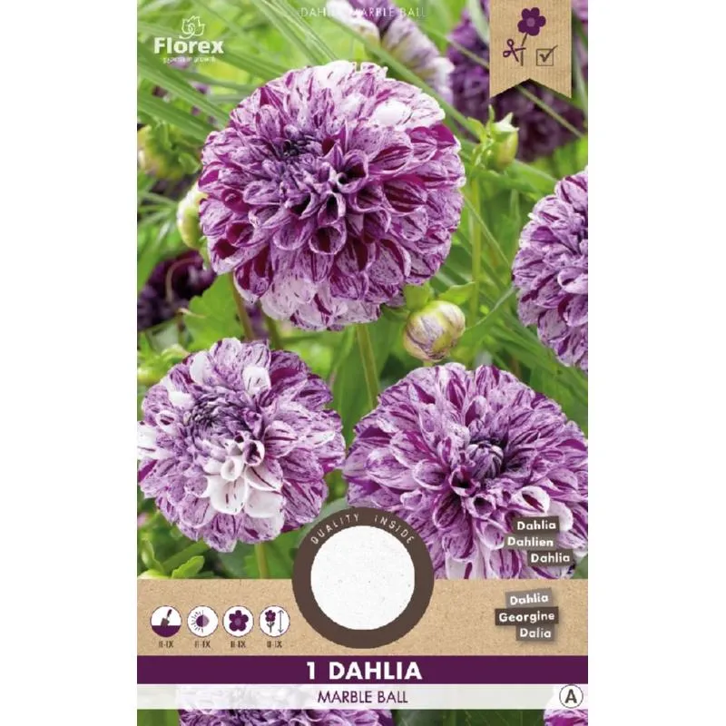 Dahlia Pompon Marble Ball Paars