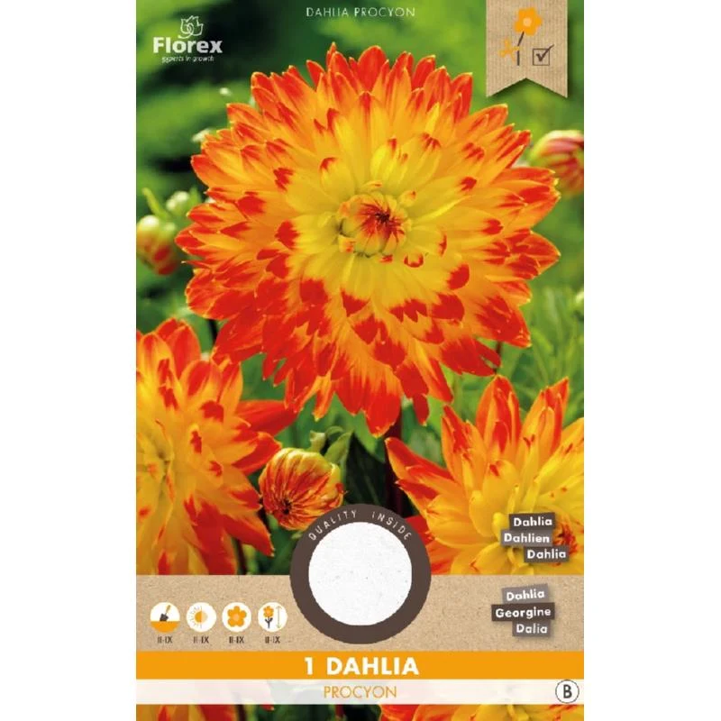 Dahlia Procyon Geel/Rood
