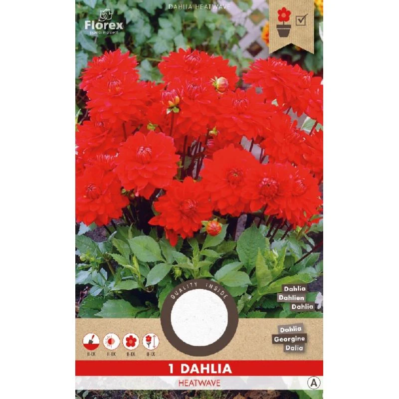 Dahlia Park Heatwave Rood