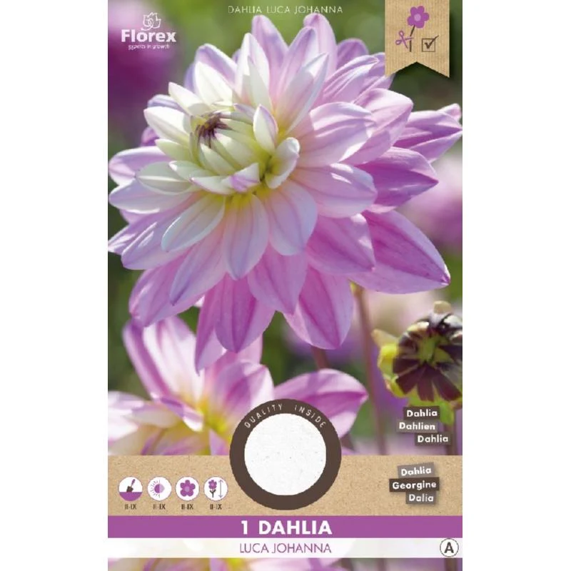 Dahlia Cactus Luca Johanna