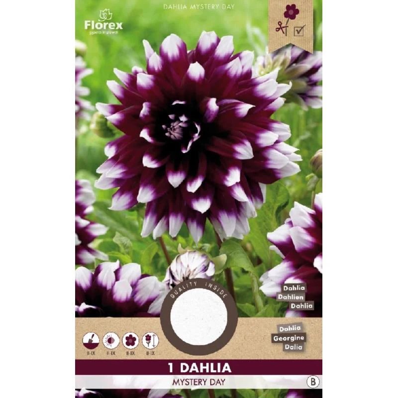 Dahlia Mystery Day Paars/wit