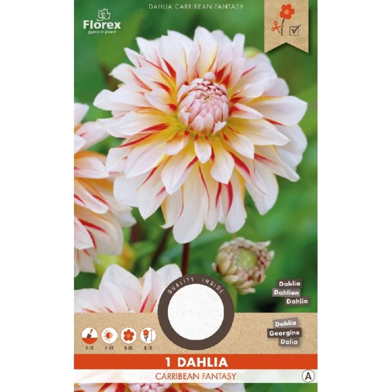 Dahlia Carribean Fantasy