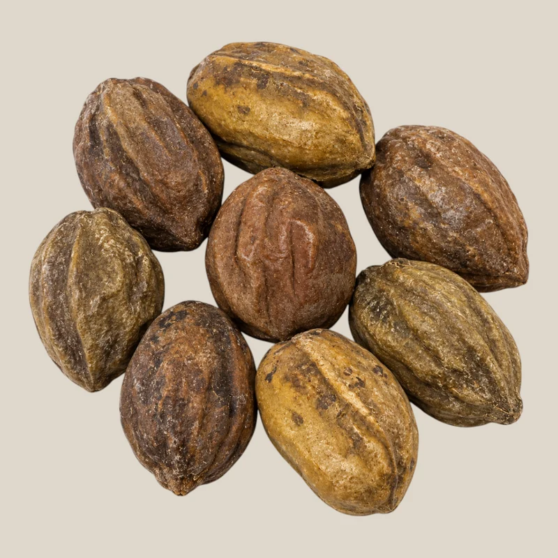 Gele Myrobalaan (Haritaki) – Sarı Halile