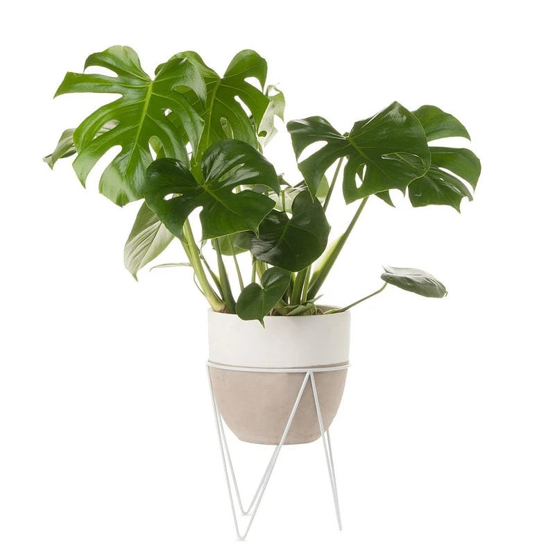 Monstera Concrete Planter With Stand