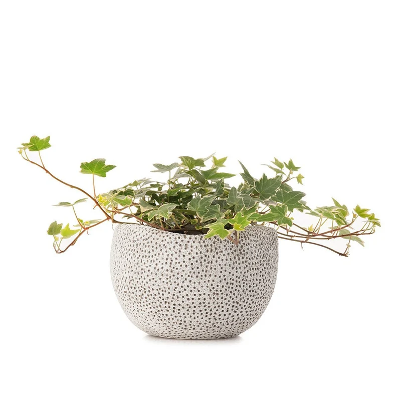 Ivy Coral Planter