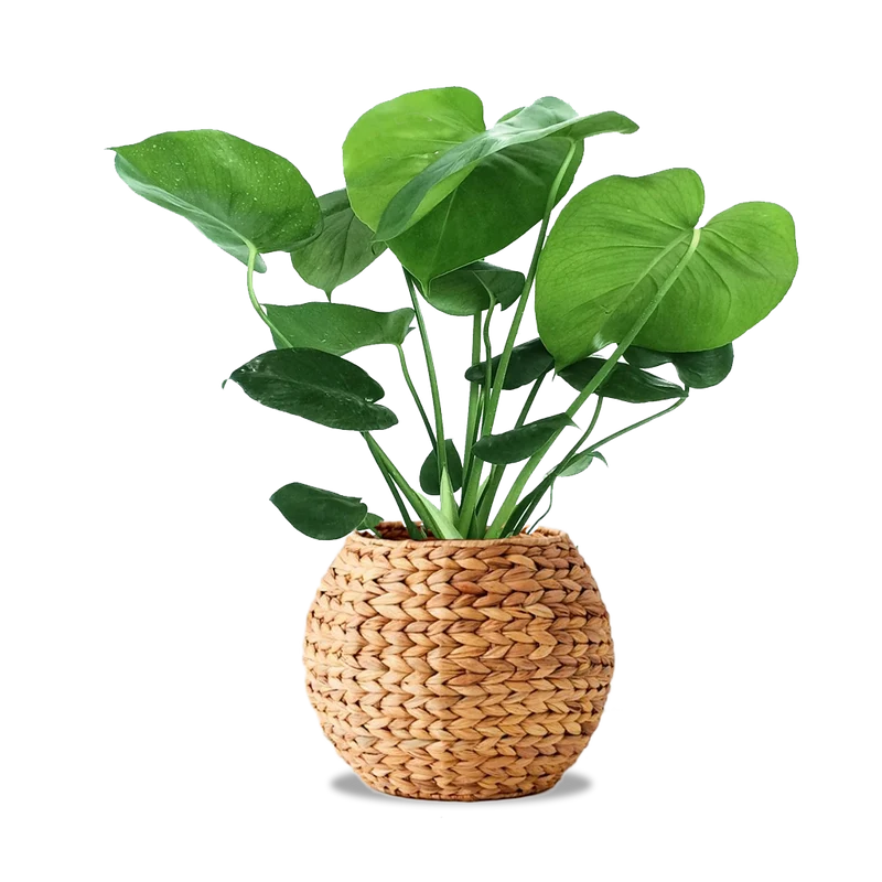 Monstera Deliciosa Planter