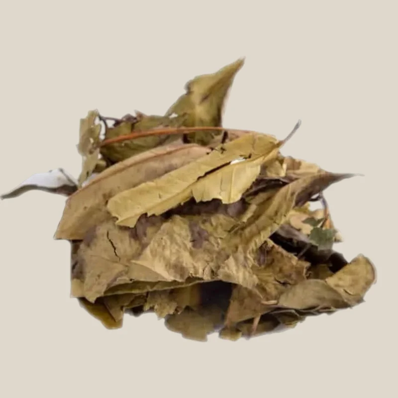 Daun Salam Blad